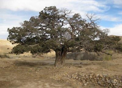 از درخت شاه توت 250 ساله تا کوبیدن میخ بر روی درخت 2000 ساله