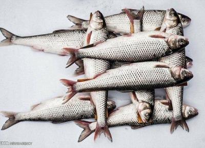 ماهی سالمون تراریخته در کانادا فراوری می گردد