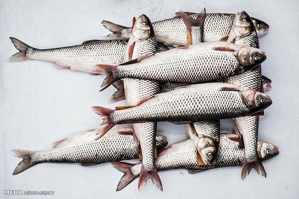 ماهی سالمون تراریخته در کانادا فراوری می گردد
