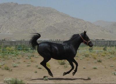 ثبت ملی دانش بومی پرورش اسب کُرد