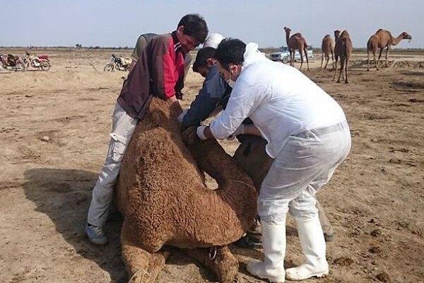 آخرین جزئیات مشاهده ویروس کرونا در شترهای جاسک و سیریک آخرین جزئیات مشاهده ویروس کرونا در شترهای جاسک و سیریک