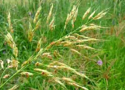 مبارزه با علف های هرز در بیش از 35 هزار هکتار از مزارع آذربایجان غربی