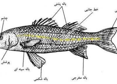 نقش و چگونگی عمل انواع باله در ماهی
