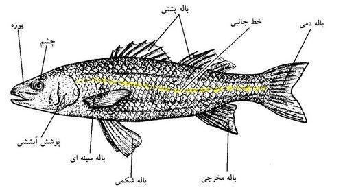 نقش و چگونگی عمل انواع باله در ماهی