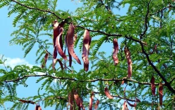 گیاهی که صدای جغجغه می دهد!