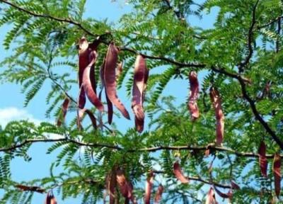 گیاهی که صدای جغجغه می دهد!
